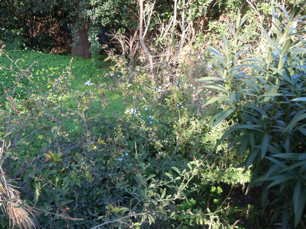 Pianta da Posillipo - Plumbago auriculata